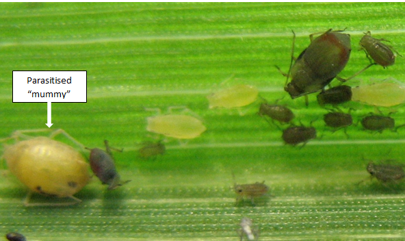 Figure 7. A parasitised rose grain aphid (far left) along with oat aphid adult (dark green, reddish band), oat and rose grain nymphs.