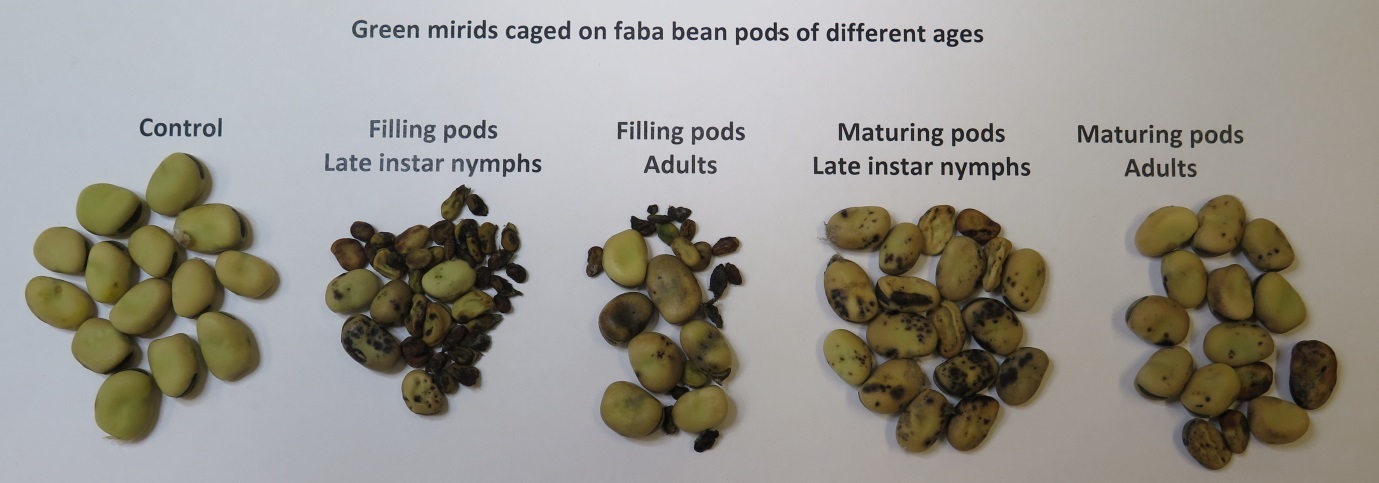 Figure 8. Effect of green mirids caged on faba bean pods of different ages
