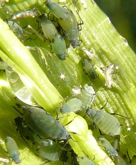 Corn aphid