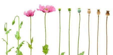 An overview of the Tasmanian poppy industry - GRDC