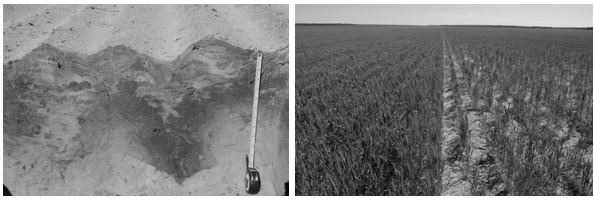 Figure 5. Soil profile showing mixing and burial of water repellent topsoil into the subsurface layers by a rotary spader (left image) and improvement in wheat establishment (right image) from rotary spading (left) compared to an untreated area (right) on severely repellent deep yellow sand